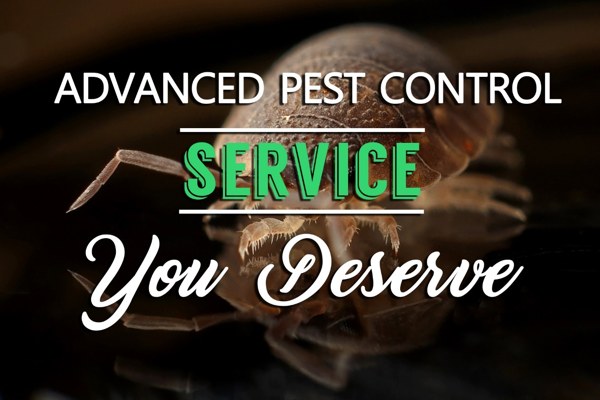 Advanced Pest Control Service You Deserve 1 pest-control