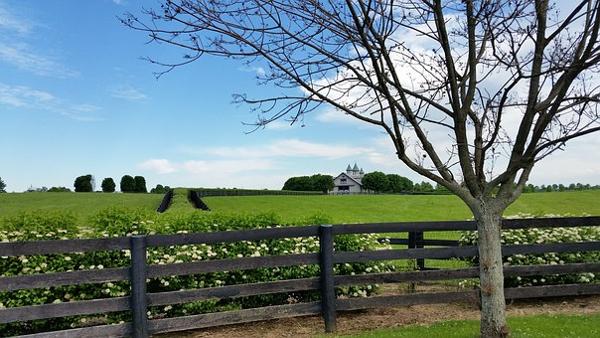 How Green you’re Horse Farm Actually Is? 1