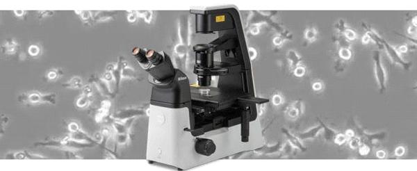 polarized light microscopy