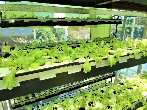 vertical farming