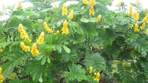 Philippine medicinal plant Cassia alata