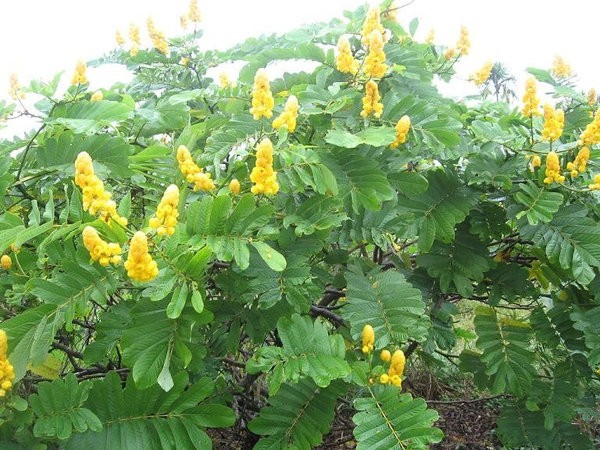 Philippine medicinal plant Cassia alata
