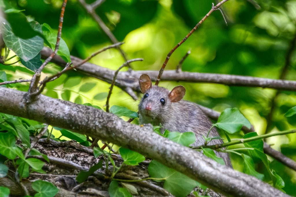 Reasons to Hire a Pest Control Company 1 rat pest control