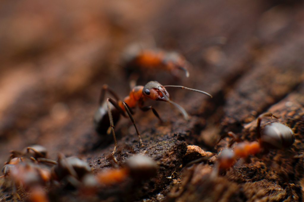 pest control colony of fire ant