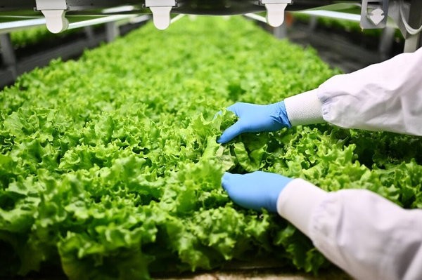 Get The Best Ideas for Perfect Hydroponic Garden Kit System for Healthy Garden 1 hydroponic garden kit