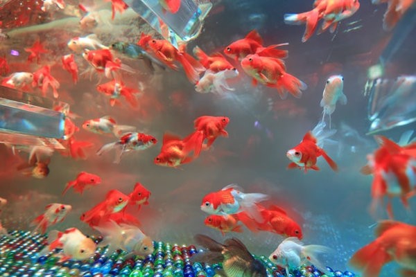 Feeding Goldfish The Healthy Way 1 Goldfish