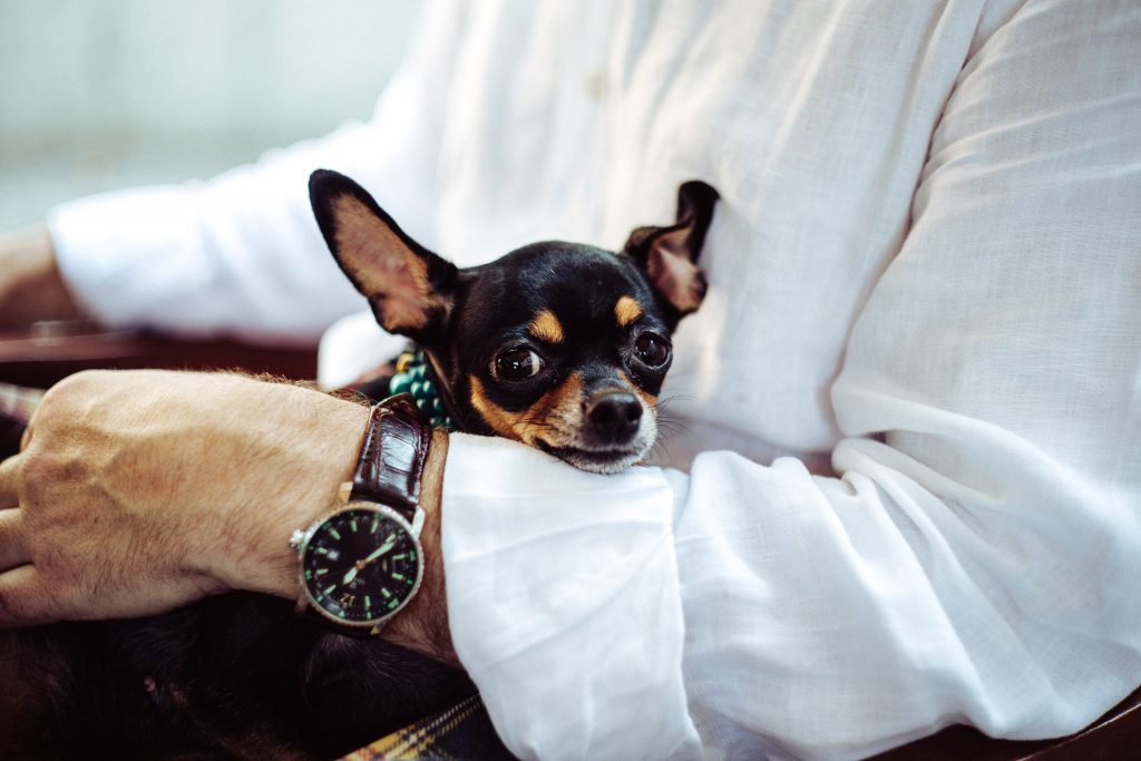 pet business man in white dress shirt wearing round analog watch with brown leather bracelet holding black chihuahua during daytime