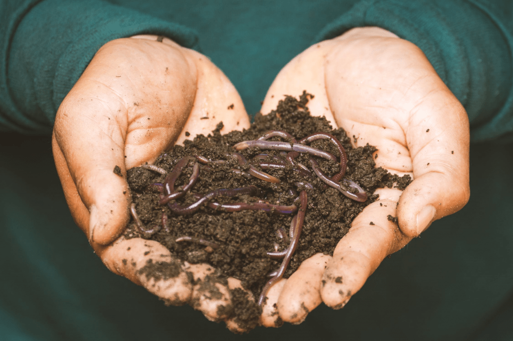 garden waste earthworm