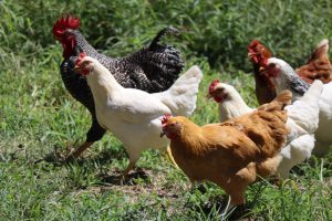 raise chickens white and brown chicken on green grass during daytime