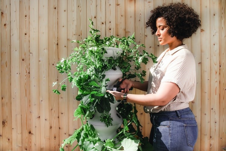 Home Gardening: A Hobby That Can Fetch Your Money 1 home gardening
