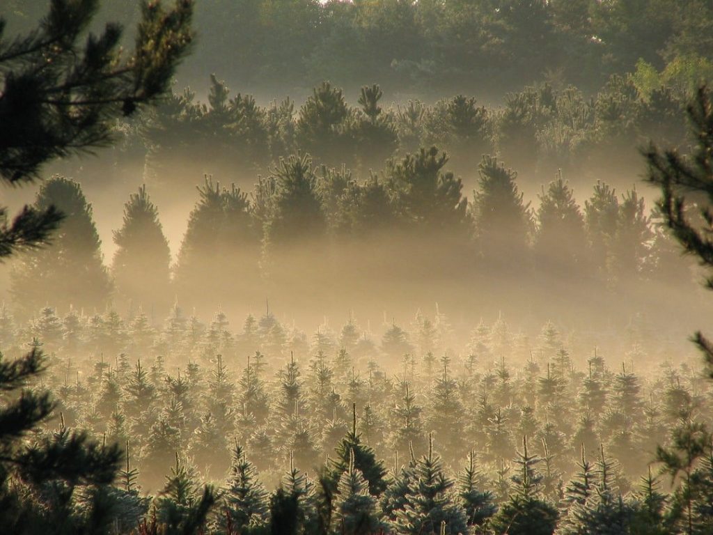 The Basics of a Random Forest Algorithm 2 bagged forest