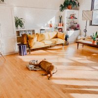 brown short coated dog lying on brown wooden floor