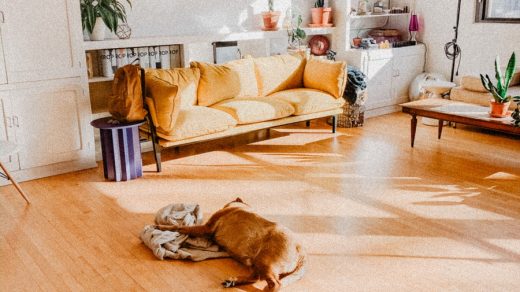 brown short coated dog lying on brown wooden floor