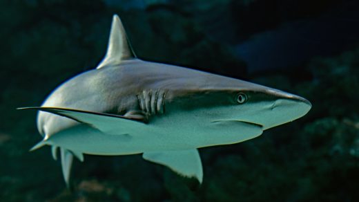 selective focus photography of shark