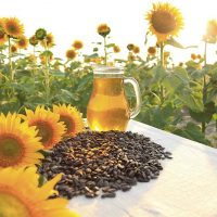 sunflower oil in the field