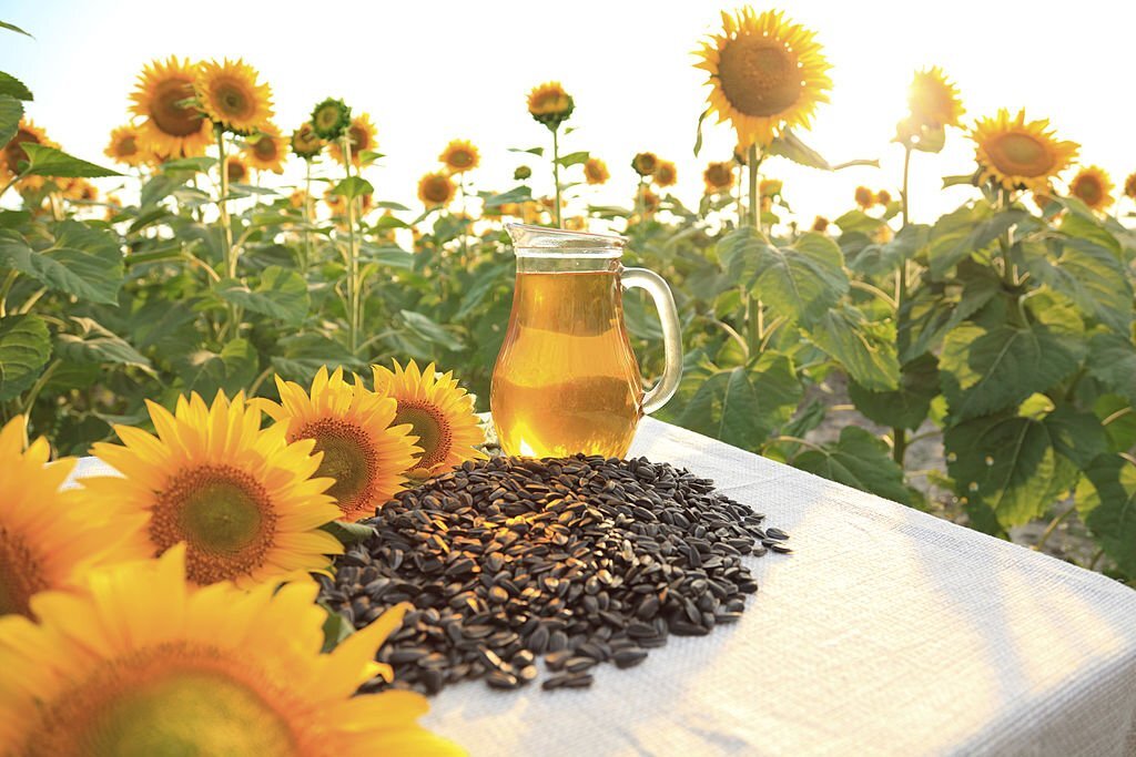 sunflower oil in the field