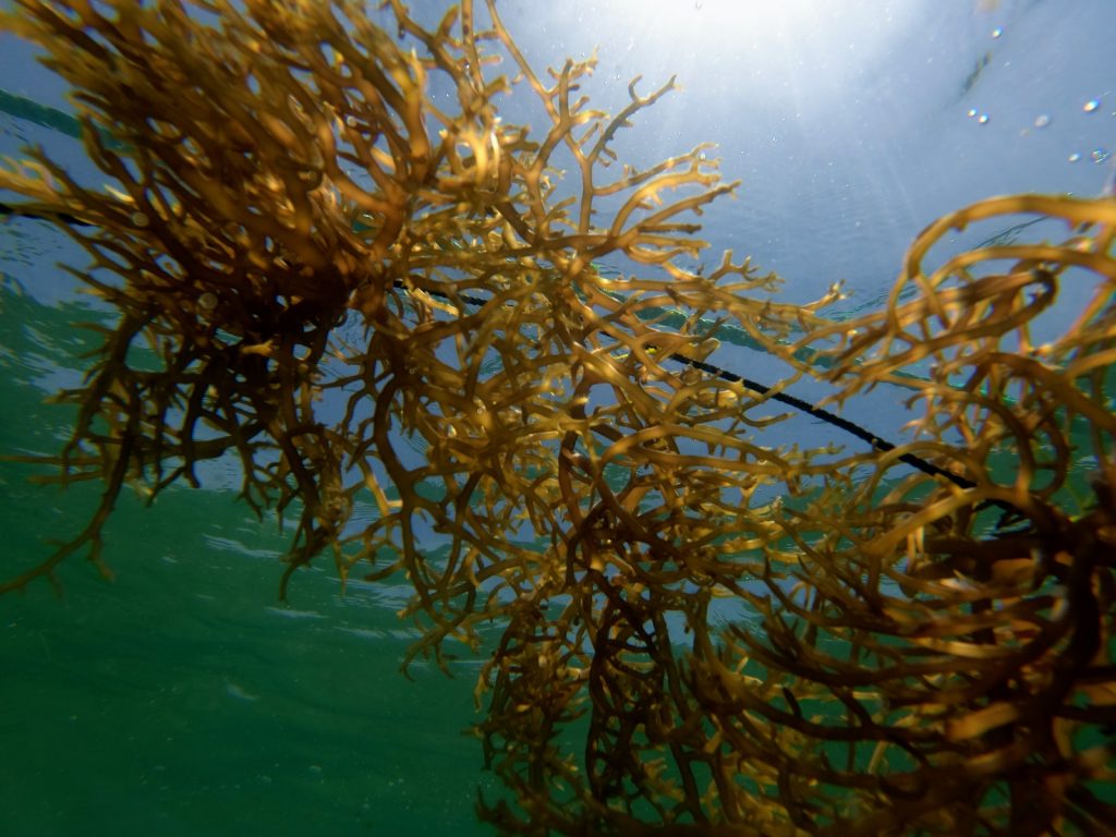 Starting a Seaweed Pickles Business 1 seaweed