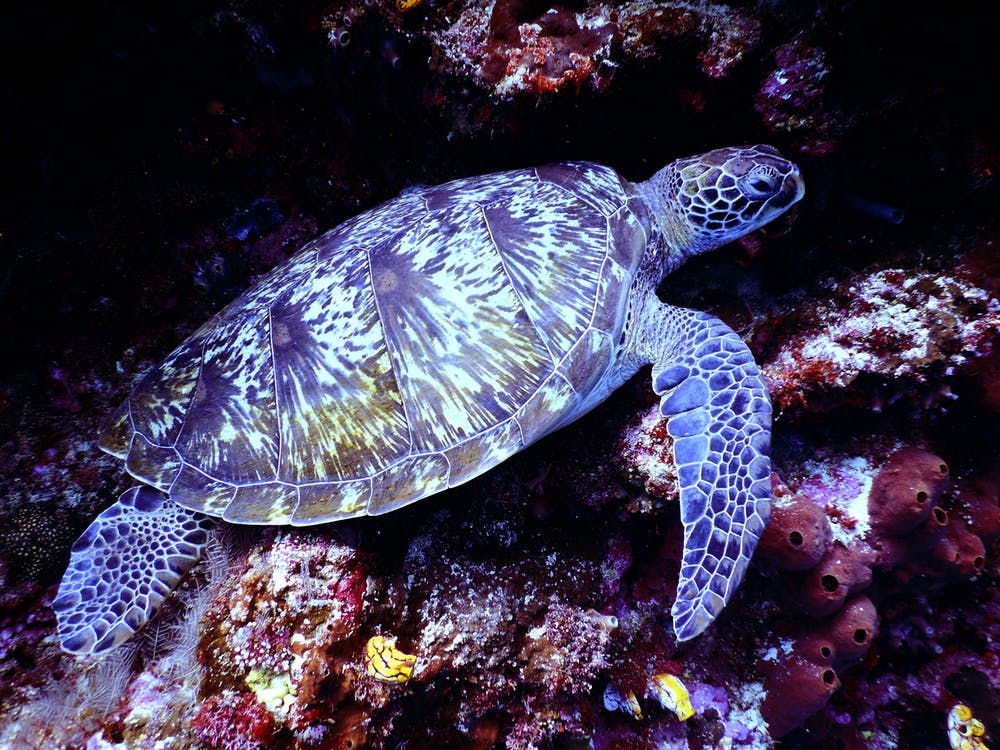 dry tortugas national park