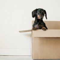 moving company in Austin