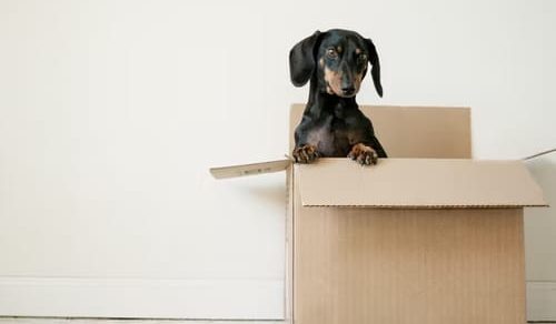 moving company in Austin