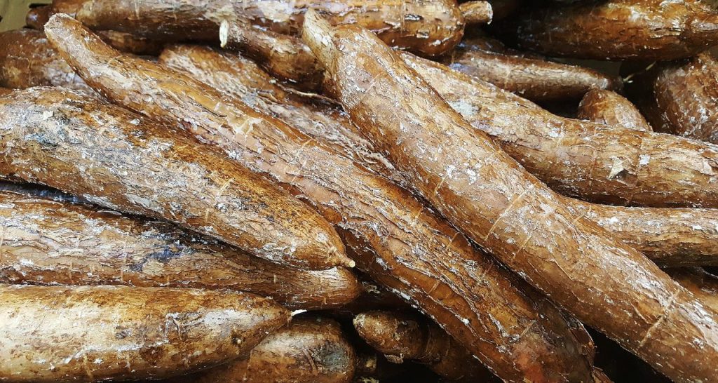 cassava