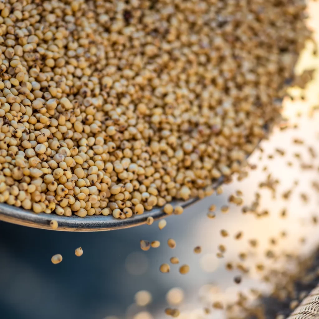 The Delicious Secret to Improved Health: Jowar! 1 jowar