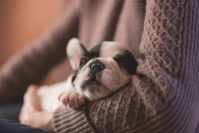 person in sweater holding a puppy in arms 