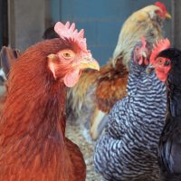 Raising Healthy Farm Livestock