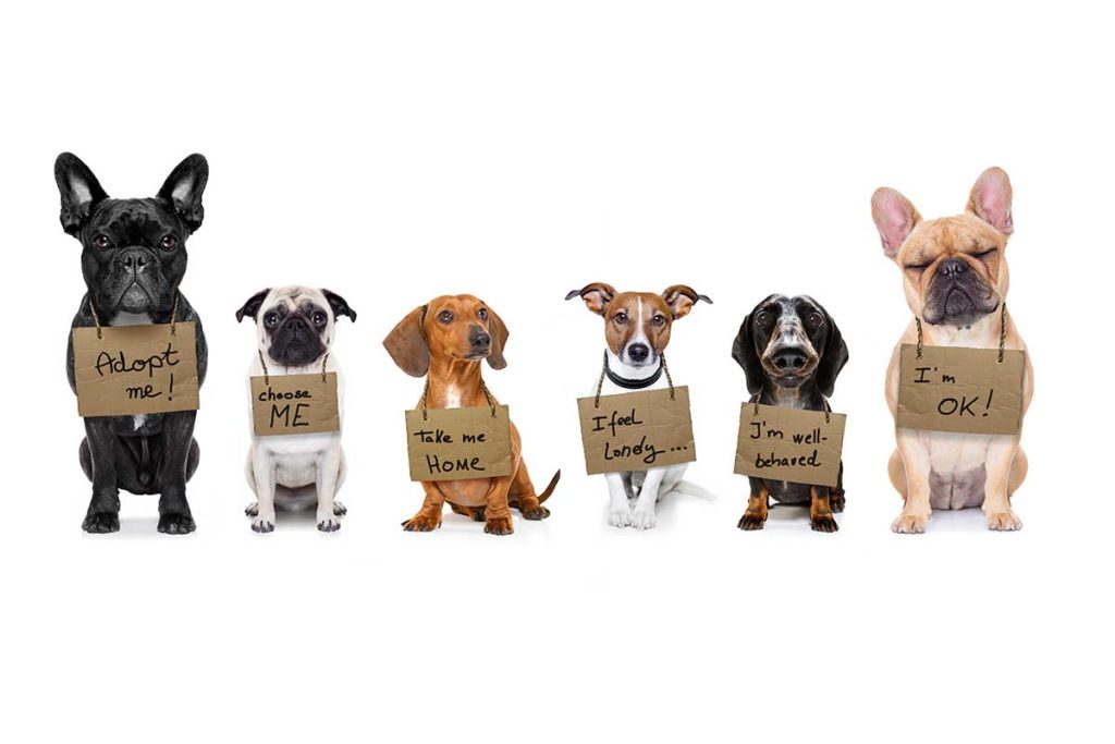 Pet Adoption: Making a Difference One Fur Baby at a Time 1 Pet Adoption
