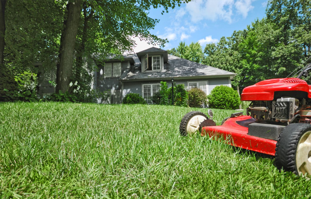 Million Turf 100 Order: Sign up now for a lush lawn! 1 lush lawn