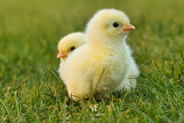 Exploring the Various Types of Animal Farms 2 chicks