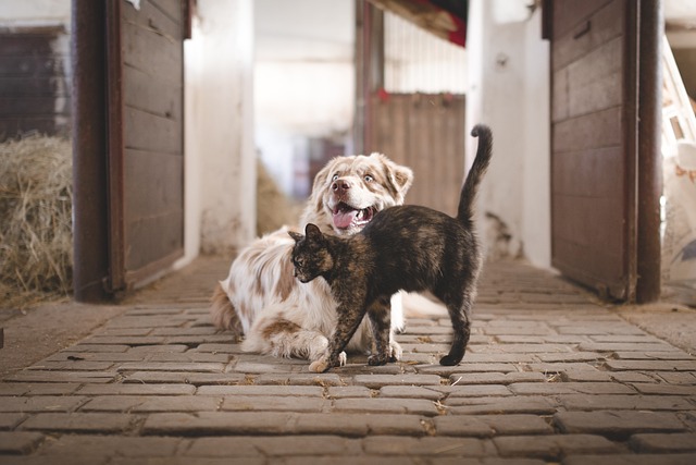 Exploring the Various Types of Animal Farms 1 Dogs