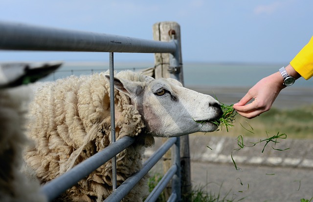 sheep animal farm