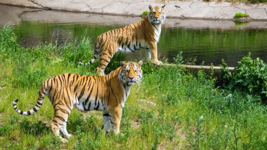 two tigers on grass