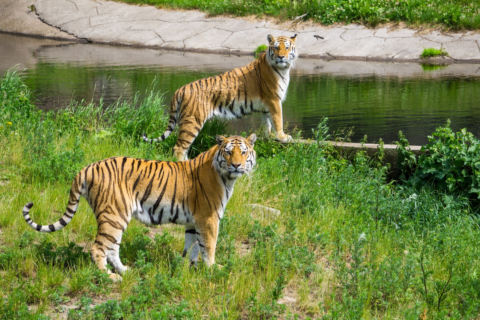 two tigers on grass