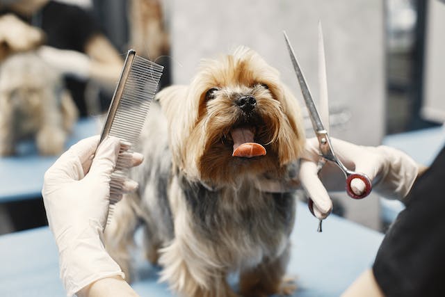 How to Run The Best Dog Grooming Franchise 1 dog grooming franchise