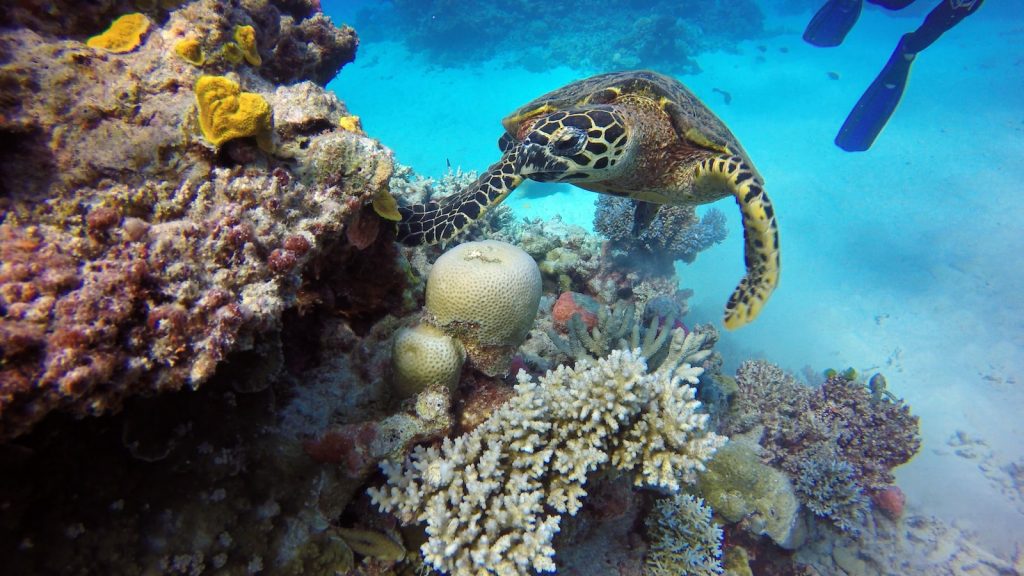 white and black sea turtle under water