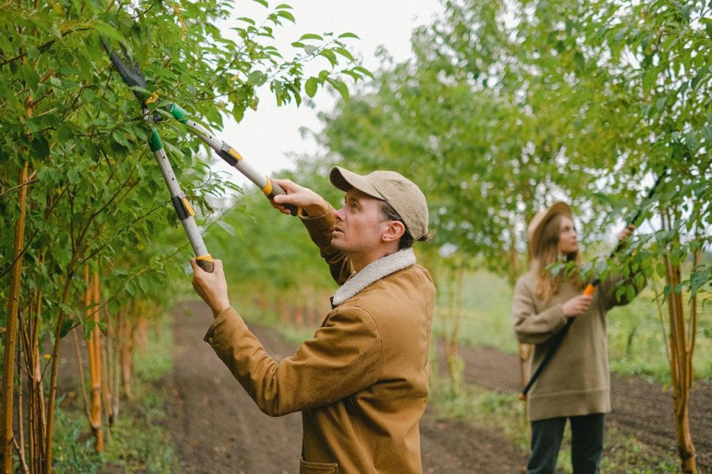The Art of Tree Pruning: Types and Environmental Benefits 1 Tree Pruning