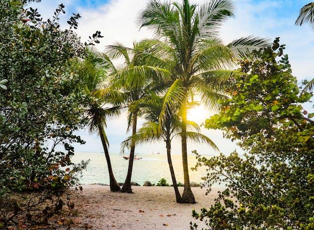 Palm trees, the sand, and water at Key West, FL