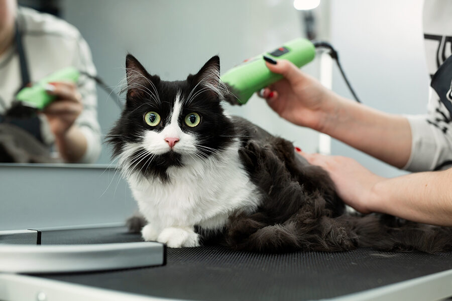 Unveiling the Purr-fect Experience: Exploring Cat Grooming Near Me 1 Cat Grooming