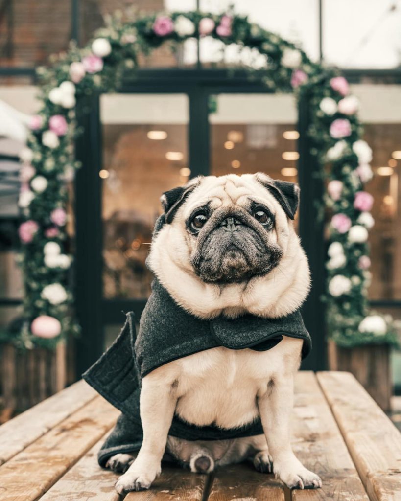 Ways You Can Make Money By Grooming Dogs 1 Grooming Dogs