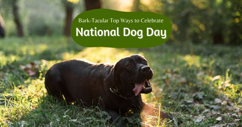Bark-tacular: Top Ways to Celebrate National Dog Day 1 National Dog Day
