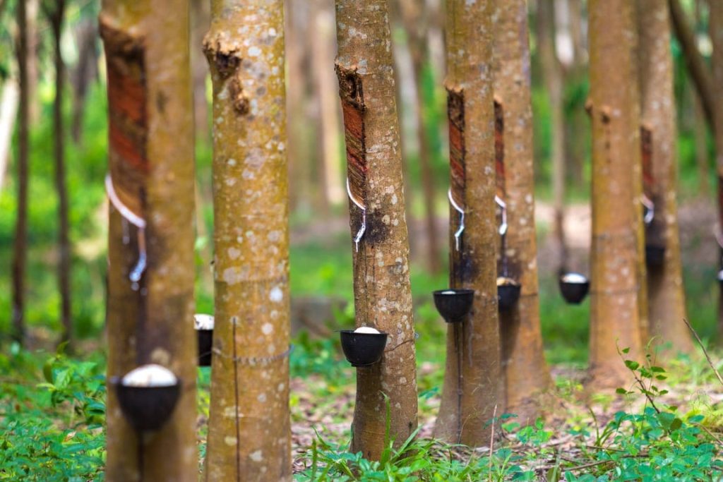Vietnam Rubber Company Huy Anh Rubber Co., Ltd. Appoints KOLTIVA to Achieve EUDR Compliance, Fortify its EU Market Presence 1 rubber tree