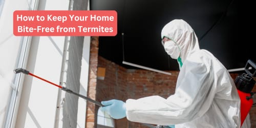 How to Keep Your Home Bite-Free from Termites 1 How to Keep Your Home Bite Free from Termites