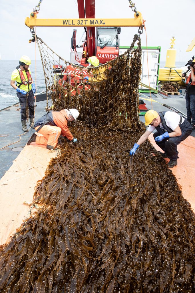 Pionierarbeit bei der Seegrasernte in der Nordsee 3 AMAZON NorthSeaSeaweed