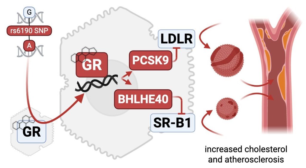 Cincinnati Children gene variant rs6190