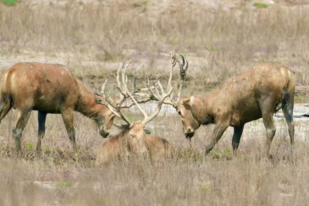 CCTV+: Global Audience Captivated by Fierce "Milu Deer King" Rivalries in China's Wetland 9 image 1