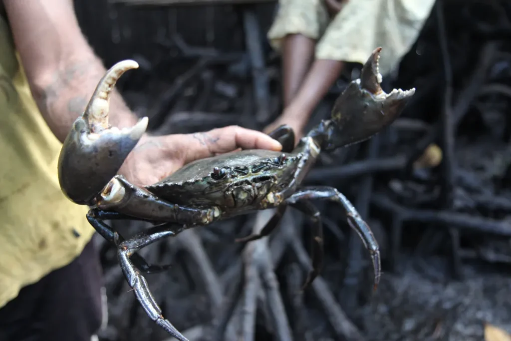 Mudcrab (Alimango) Production and Farming Guide in the Philippines 1 Mudcrab (Alimango) Production and Farming Guide in the Philippines