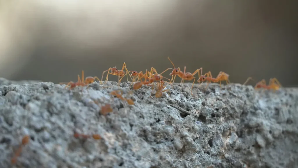 Why Getting Carpenter Ant Control Is Essential for Your Home 1 Carpenter Ant Control