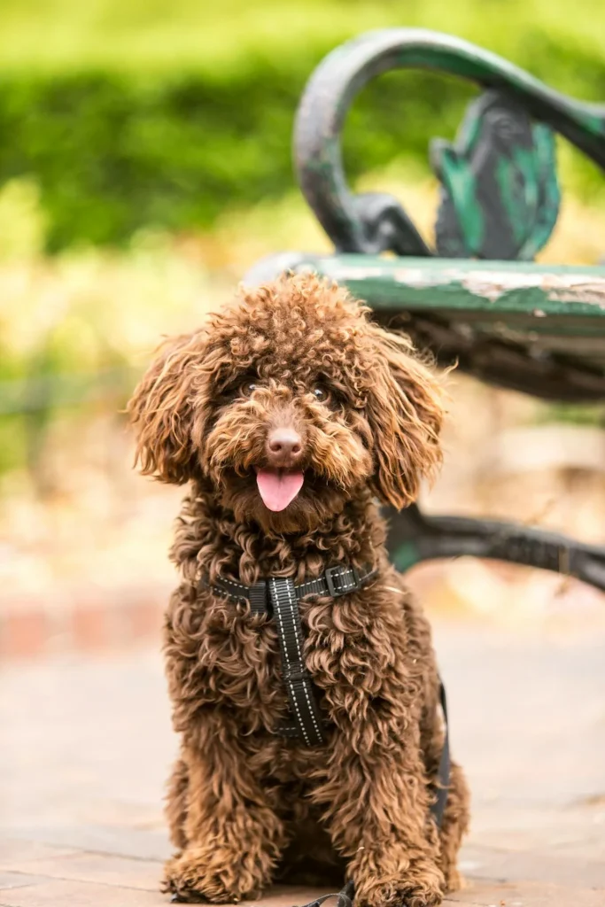 6 Ways Professional Training Can Transform Your Dog's Behavior 2 6 Ways Professional Training Can Transform Your Dog's Behavior